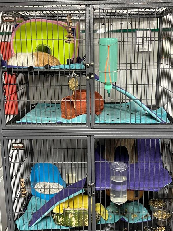 Double wide clearance ferret nation cage