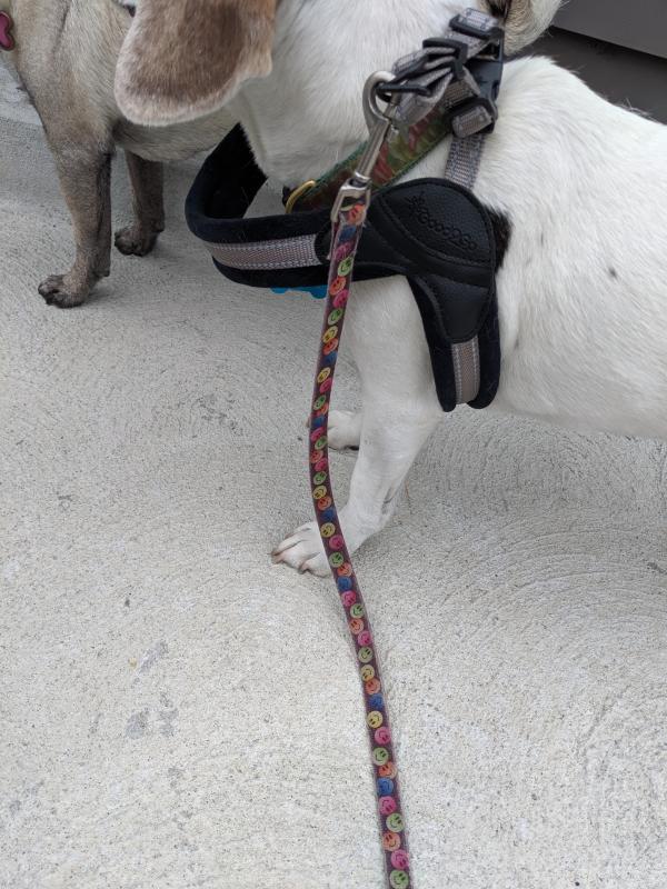 Good2Go QuickFit Comfort Harness for Medium/Large Dogs