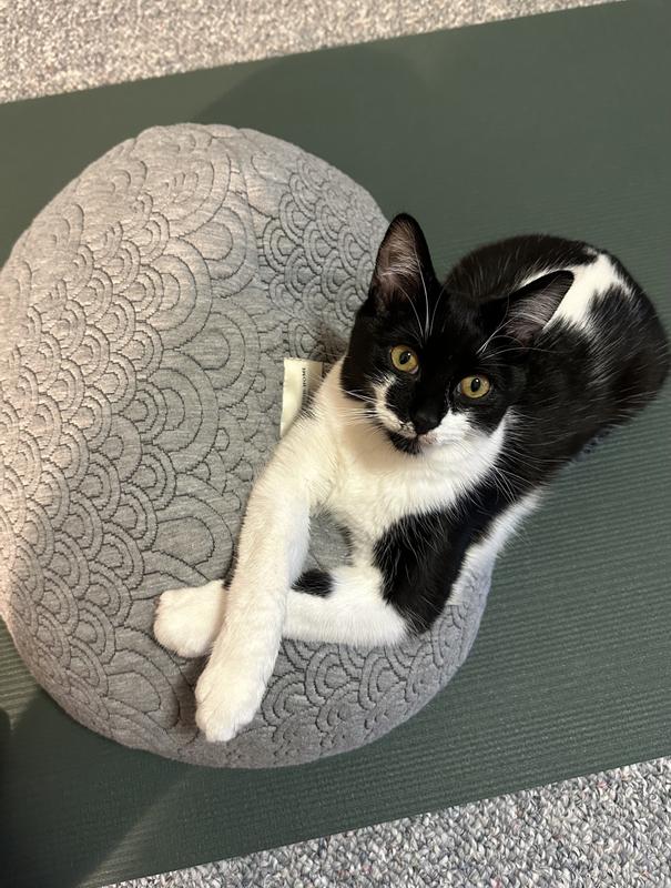 our tiki cat baby