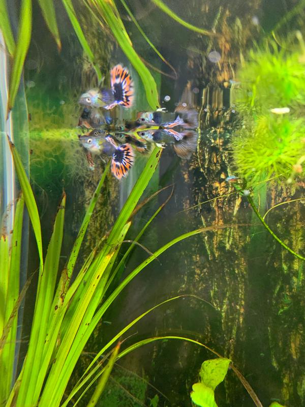 Identify Male And Female Guppies at Gail Carroll blog