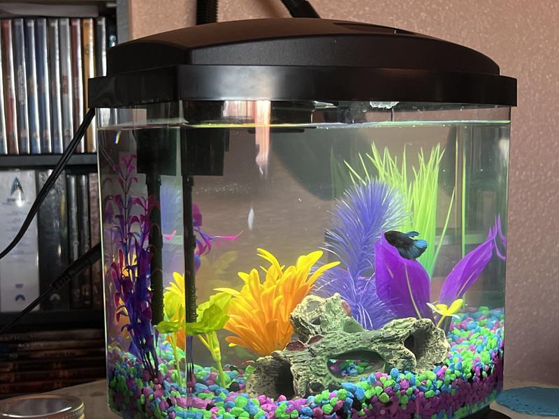 AQUEON BETTA BOWL KIT WITH DIVIDER - Santa Rosa, CA - Caesar's