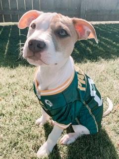 packers dog jersey