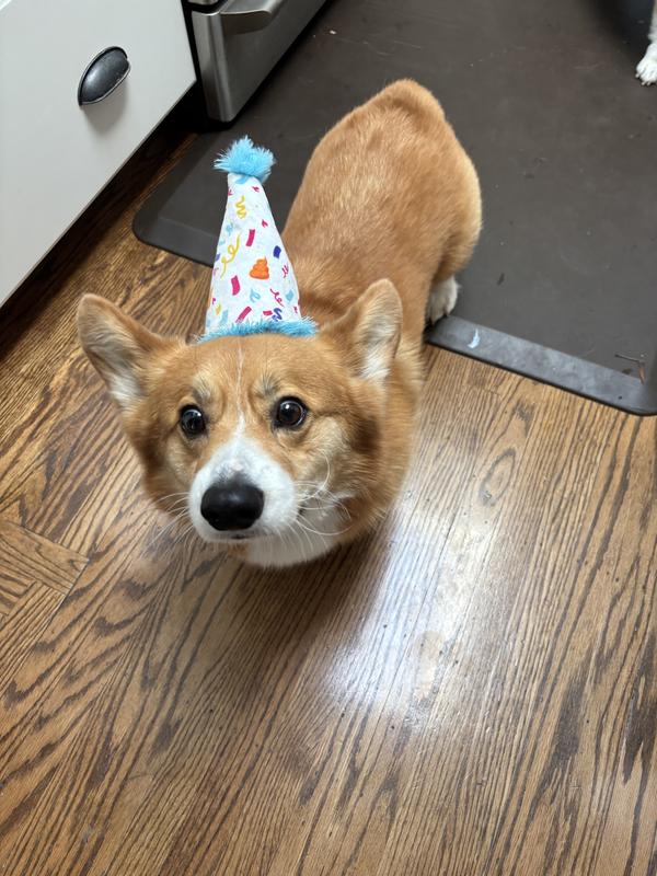 Fits my 30 lb corgi at max stretch