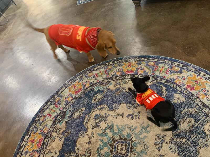 chiefs dog clothes