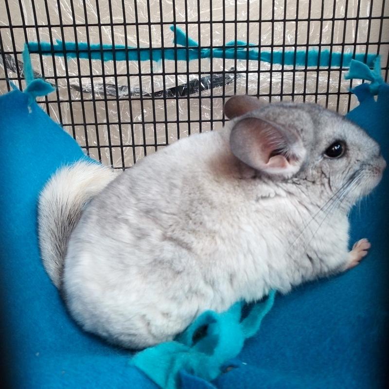 live chinchillas for sale