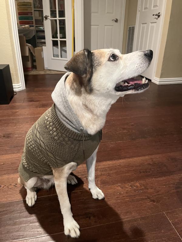 Fake hood is an interesting fashion statement and a break from the usual boring sweater