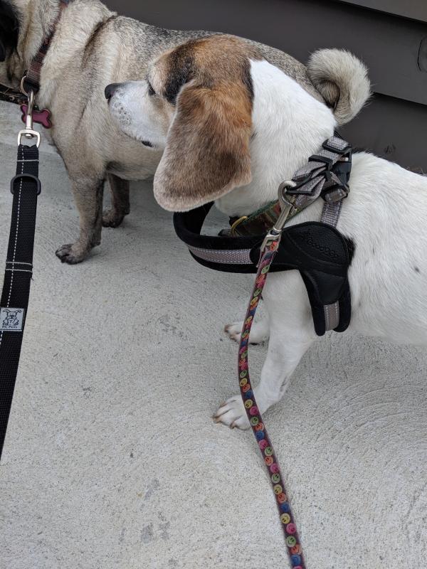 Good2Go QuickFit Comfort Harness for Medium/Large Dogs