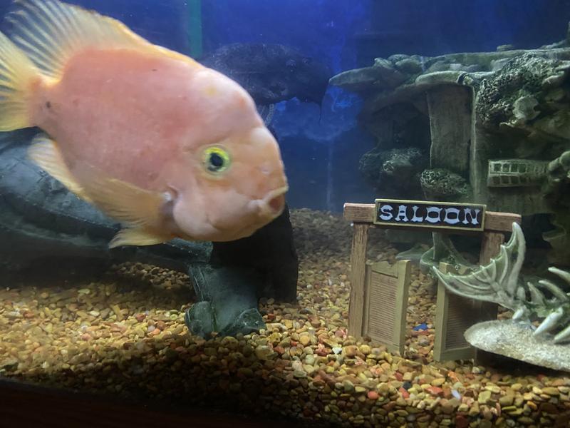 My fish looks interested