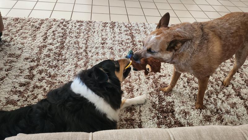 Big dogs love fighting over it