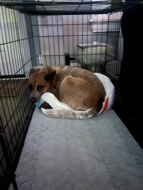 This is my youngest dog Arlo. He’s an Australian Cattle dog who’s 2 and loves this bed too!