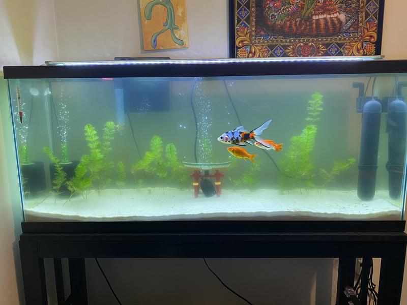AA Aquarium UV Sterilizer 24W for 120Gal Tanks Fish