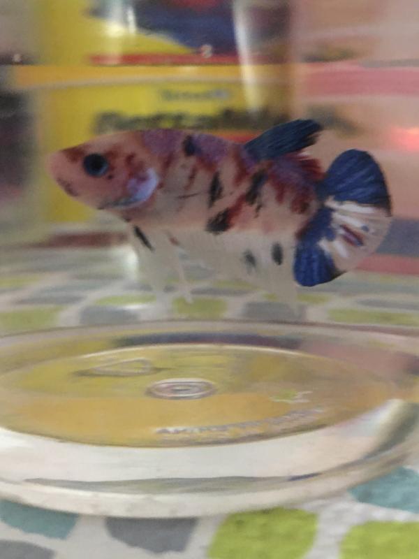 petco koi betta