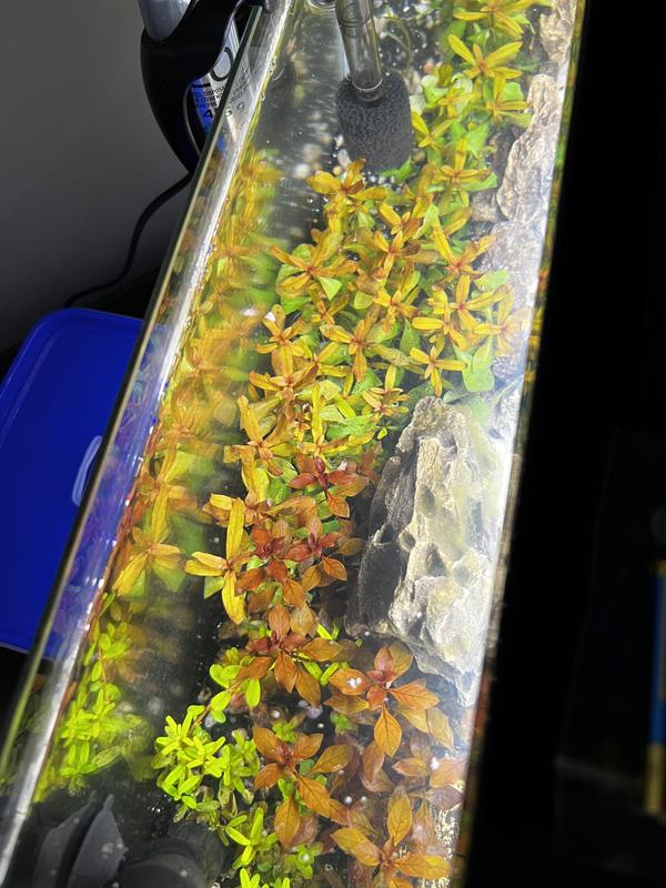 My plants growth over 11 days after setting it up and immediately injecting co2.