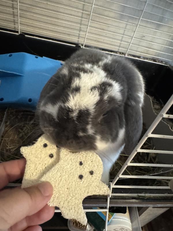 My bunny, Cookies, steal them from me