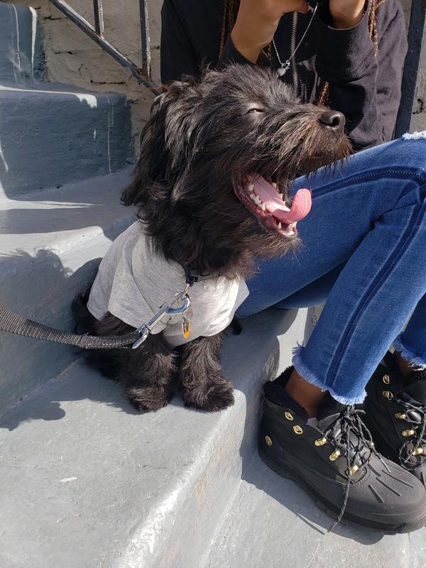 Bear enjoying the sun