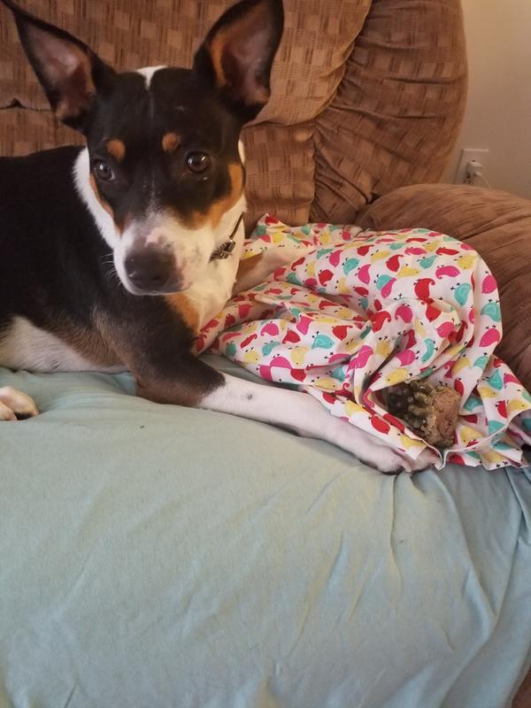 My pup with a stuffed Whimzee