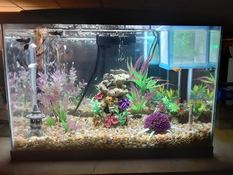 aqueon 13 gallon widescreen petco