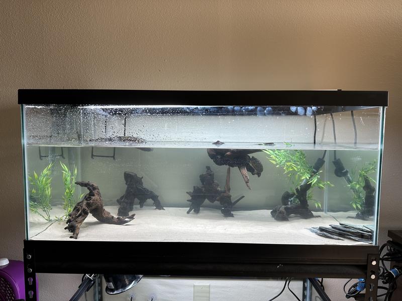 40 gallon breeder tank petco hotsell