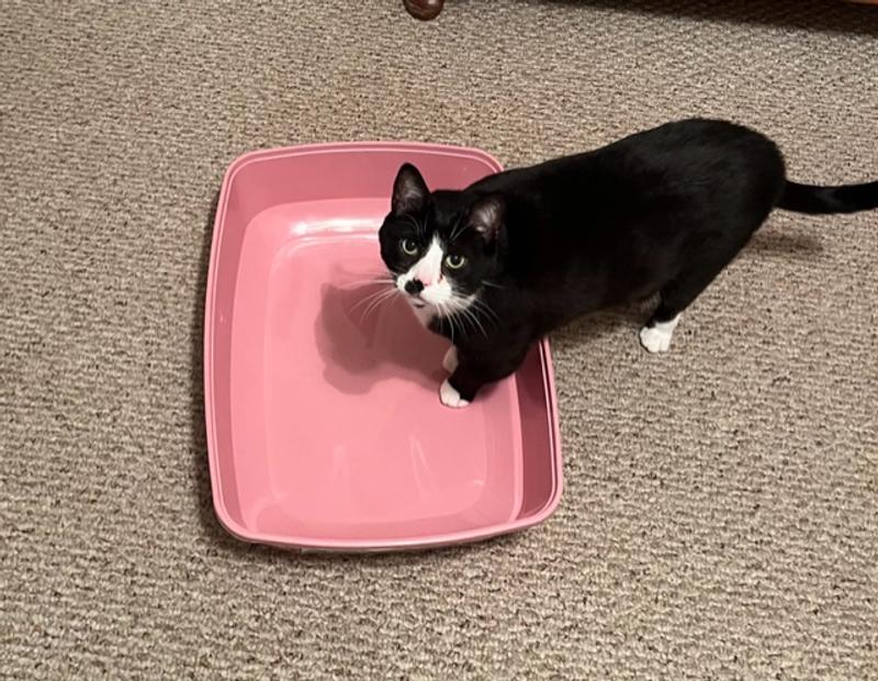 Declawed Cat Litter Box Problems