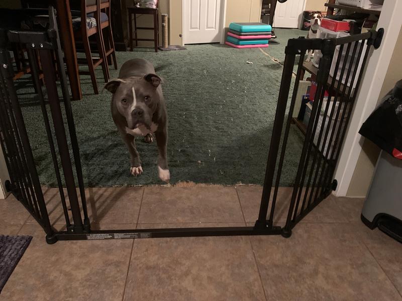 Animal planet 2024 dog gate