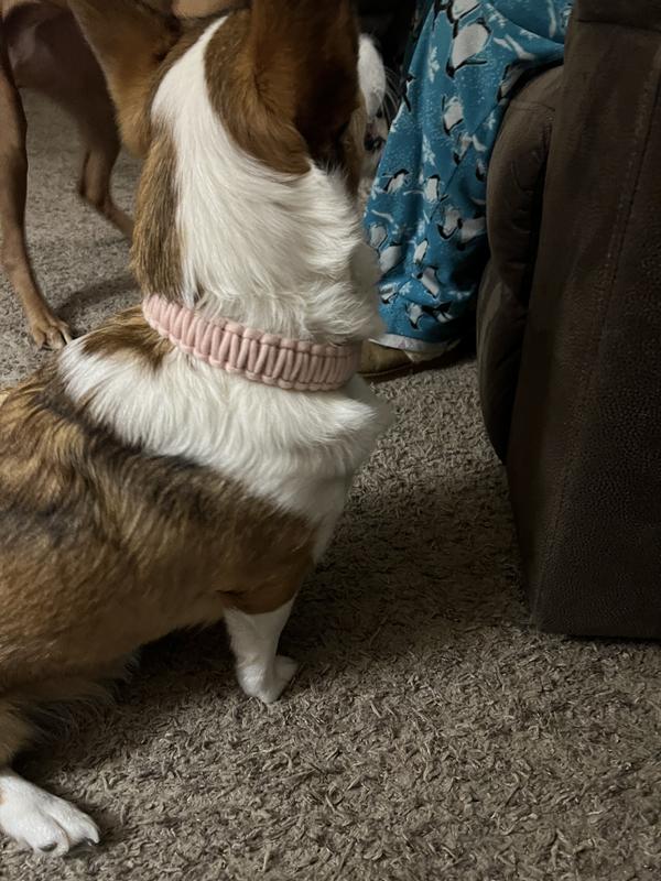 Personalized Bohemian Nylon Dog Collar- Pawzopaws