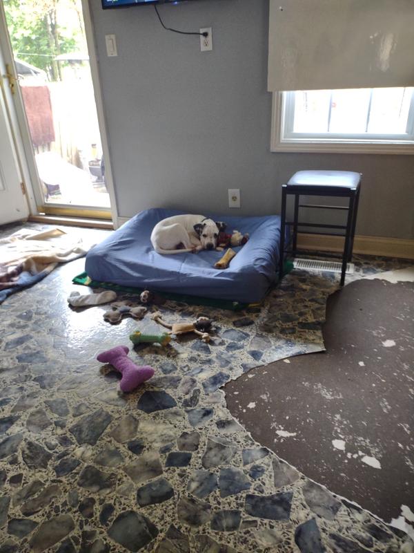 Seems like he loves his bed! You can also see he’s helping us pull up the kitchen floor so I can buy a new one