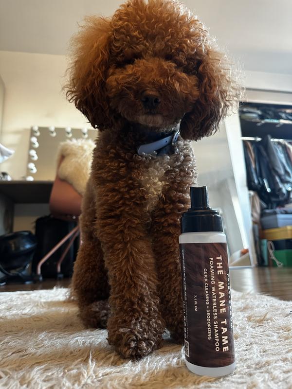 Toy poodle outlet shampoo