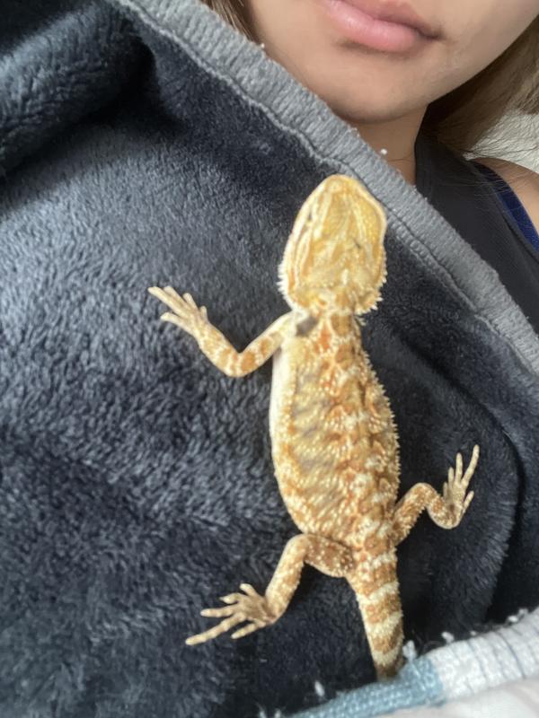 bearded dragon tank : r/BeardedDragons