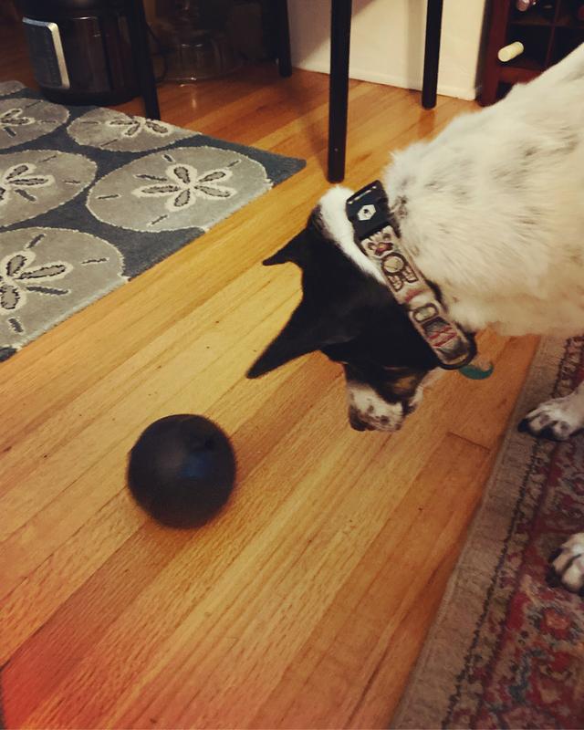 Reddy Black Occupy Dispenser Dog Toy, Medium Petco