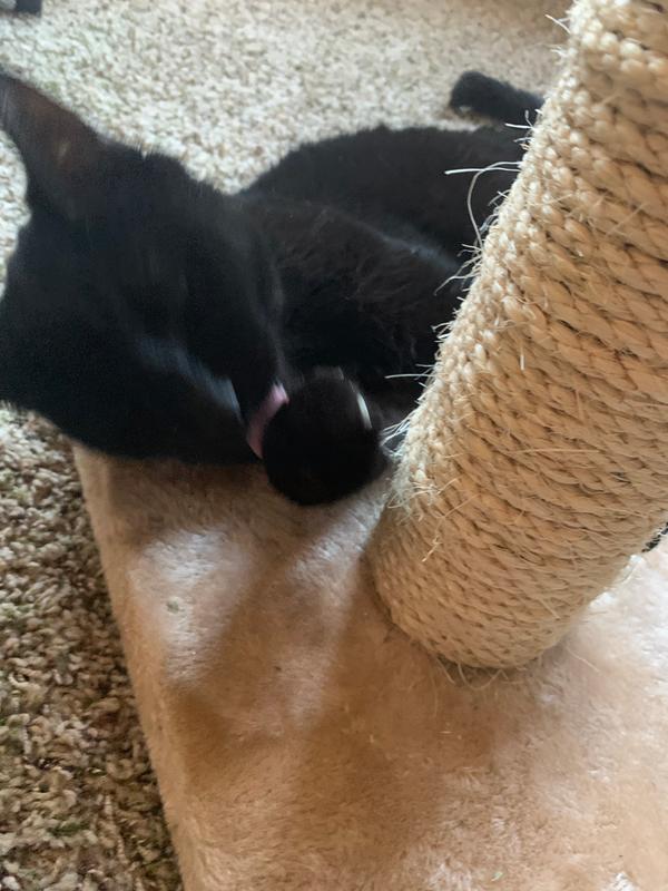 you & me sisal cat scratching post