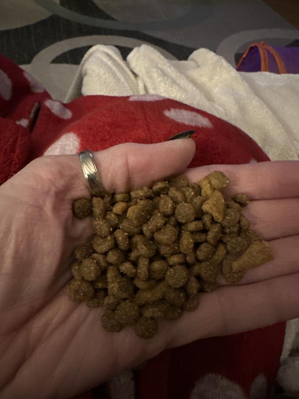 Close up of the kibble