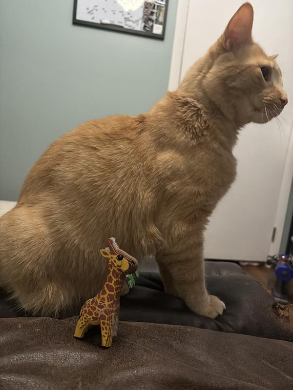 Cat for size reference also he thought it was a toy.