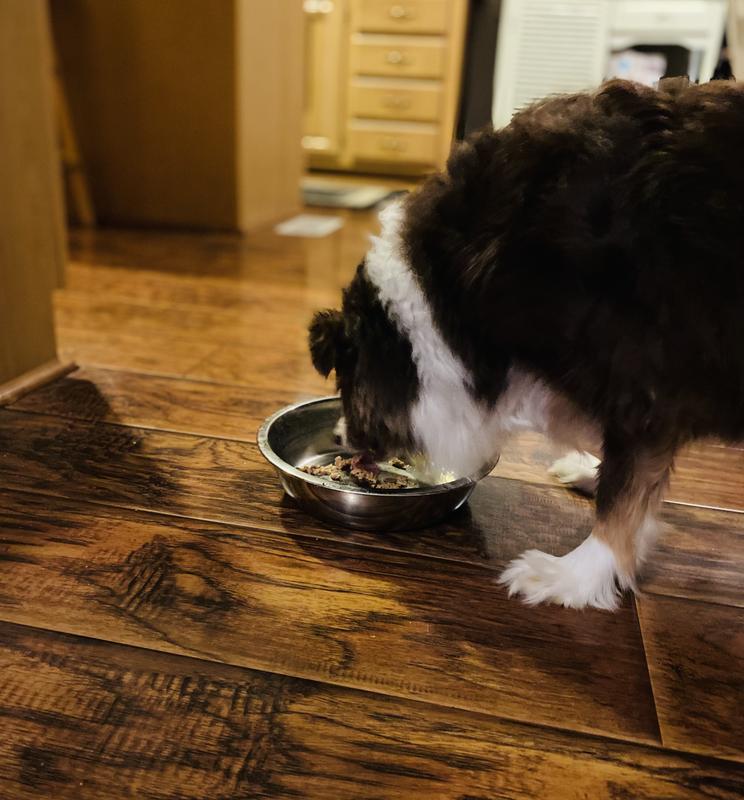 EveryYay Dining In Glass Bowl Insert for Pets, 1.75 Cups