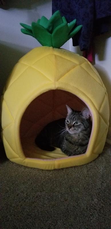 Pineapple cat bed hotsell