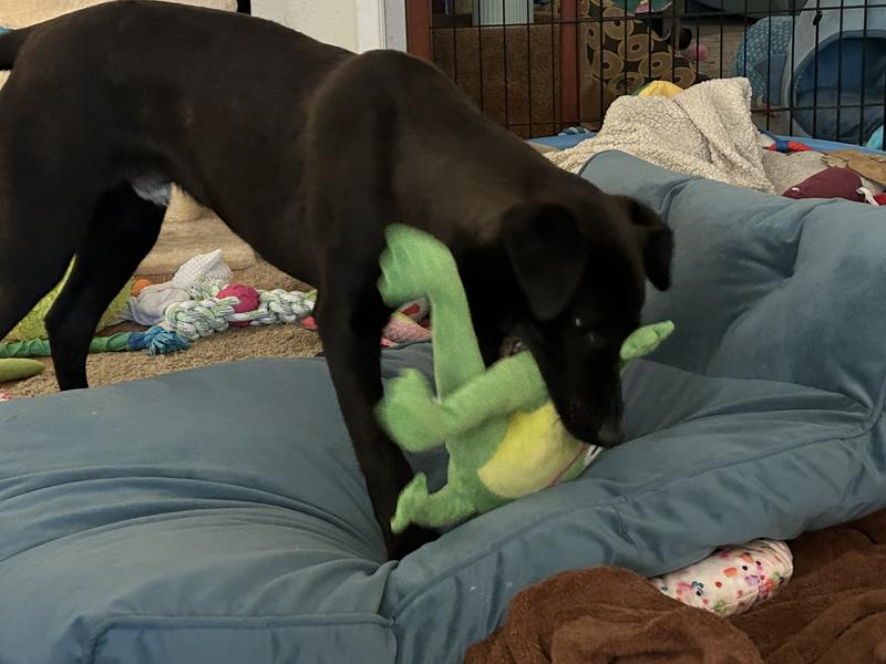 A hit, even with the cat!