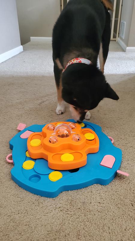 Leaps & Bounds Ponder & Puzzle Level 2 Dog Puzzle Toy, Large, Petco