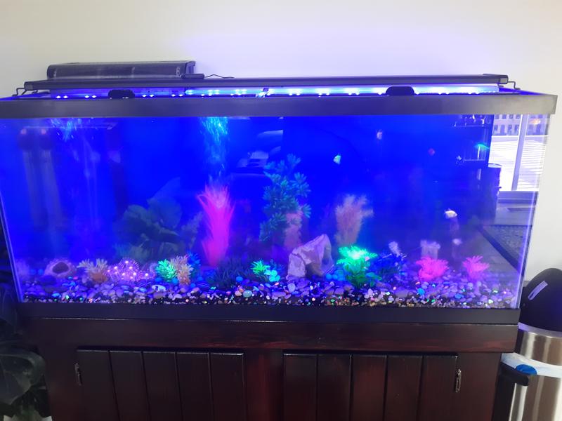 55 gallon fish tank petco