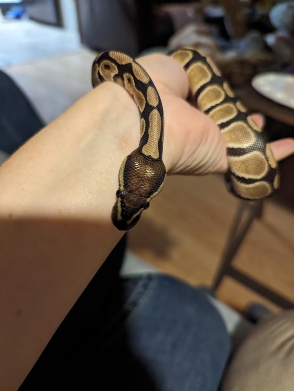 Ball python for cheap sale petco