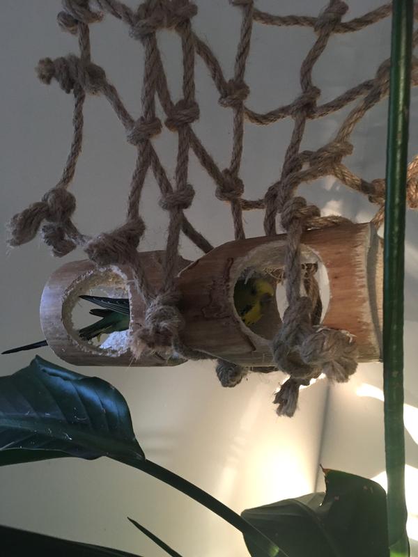 New perch, who dis?