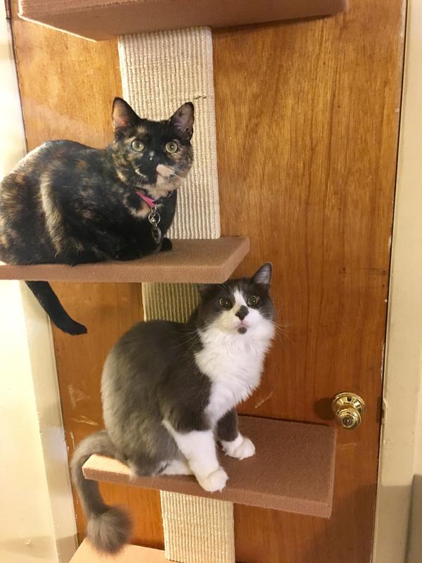 My Cats-Zelda & Fuzz