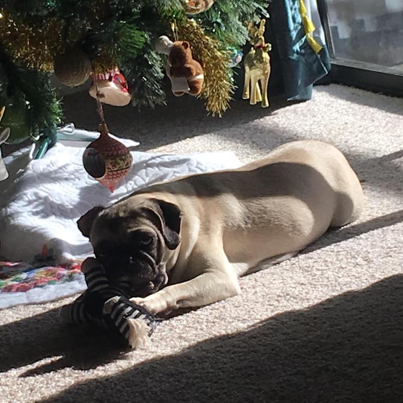 Gnawing on his legs!