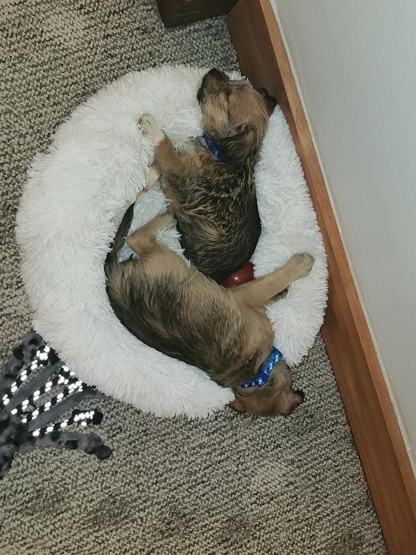 They love the bed.