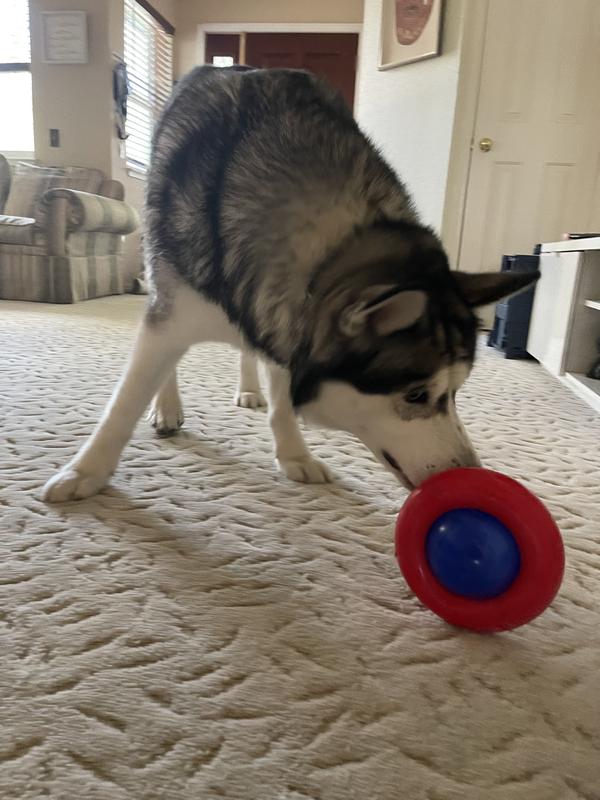 Kong Gyro Ball Spinning Dog Toy, Red/Blue, L