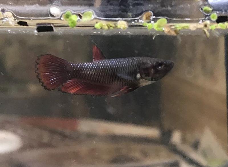 Baby Betta Fish For Sale