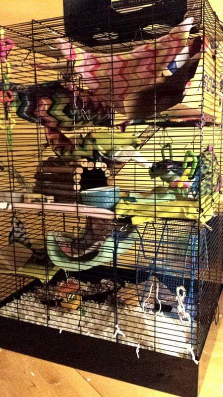 rat habitat cage