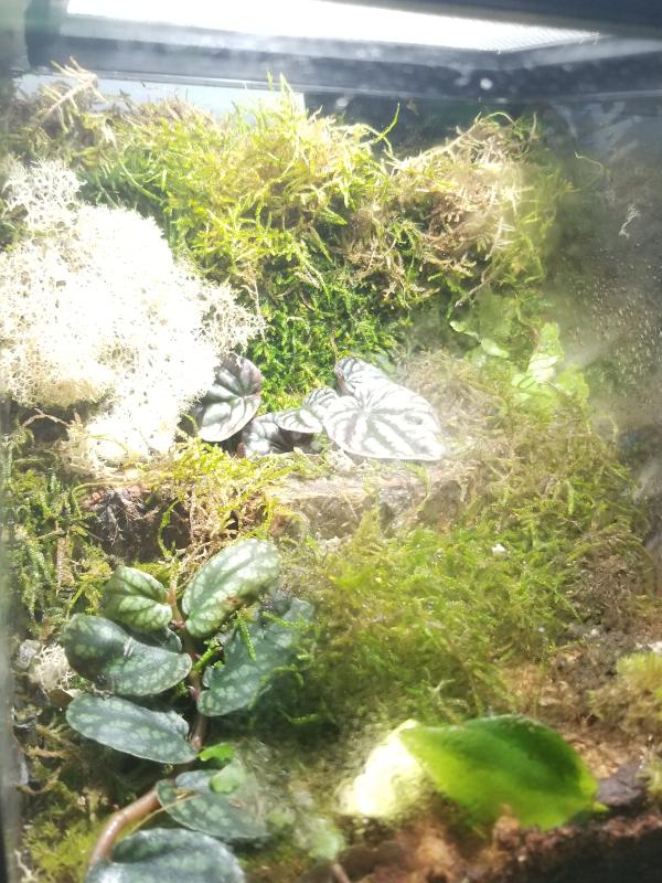 Reindeer moss (left), Royal Pillow moss (center and background), Sheet moss (front center)