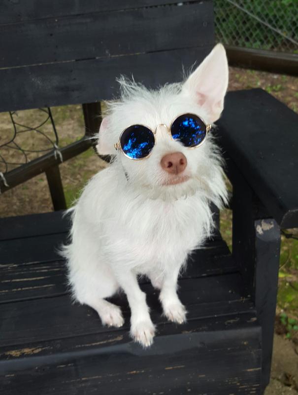 NEW SUNGLASSES