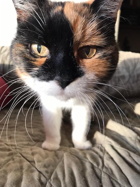 Miss Kitty looking sharp and happy!