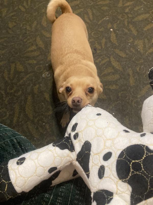 We played tug for a while with this and there was absolutely no sign of tearing!