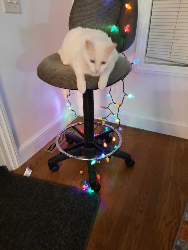 Christmas Cat